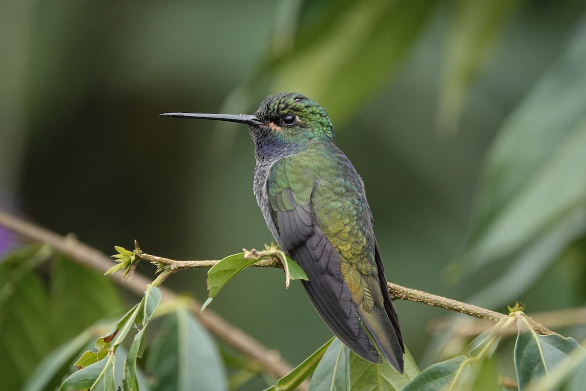 kolibřík zelenohřbetý - ML620622336