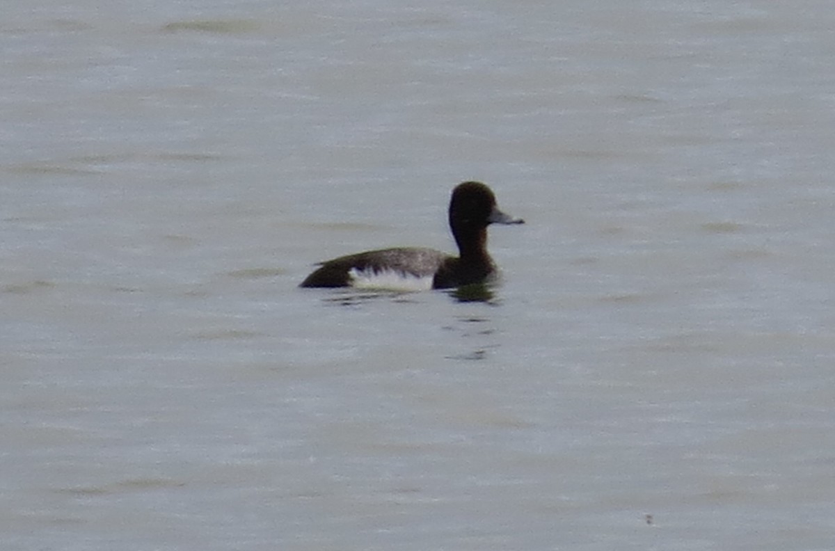 Lesser Scaup - ML620622339