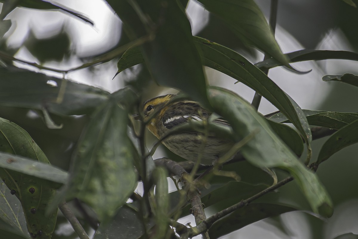 Blackburnian Warbler - ML620622346