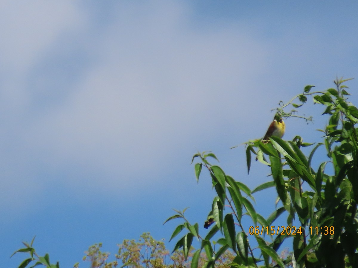 Dickcissel - ML620622348