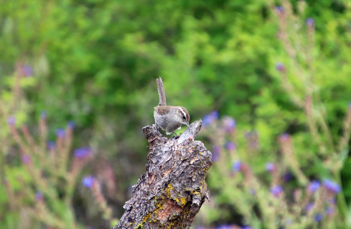 Bewick's Wren - ML620622351