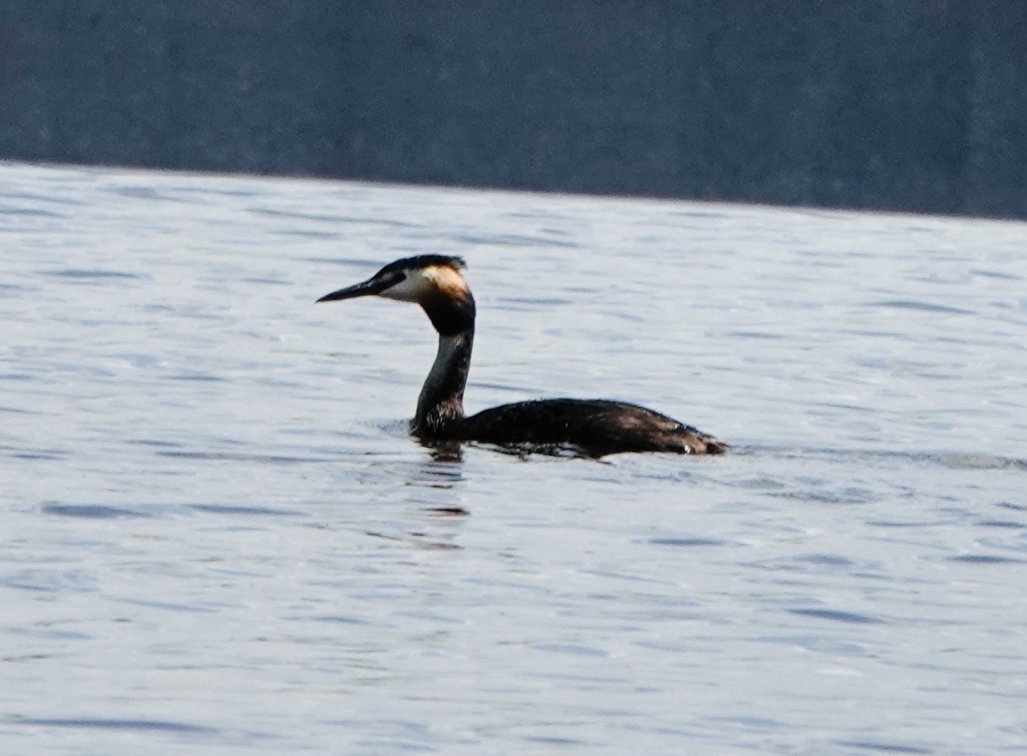 Great Crested Grebe - ML620622354