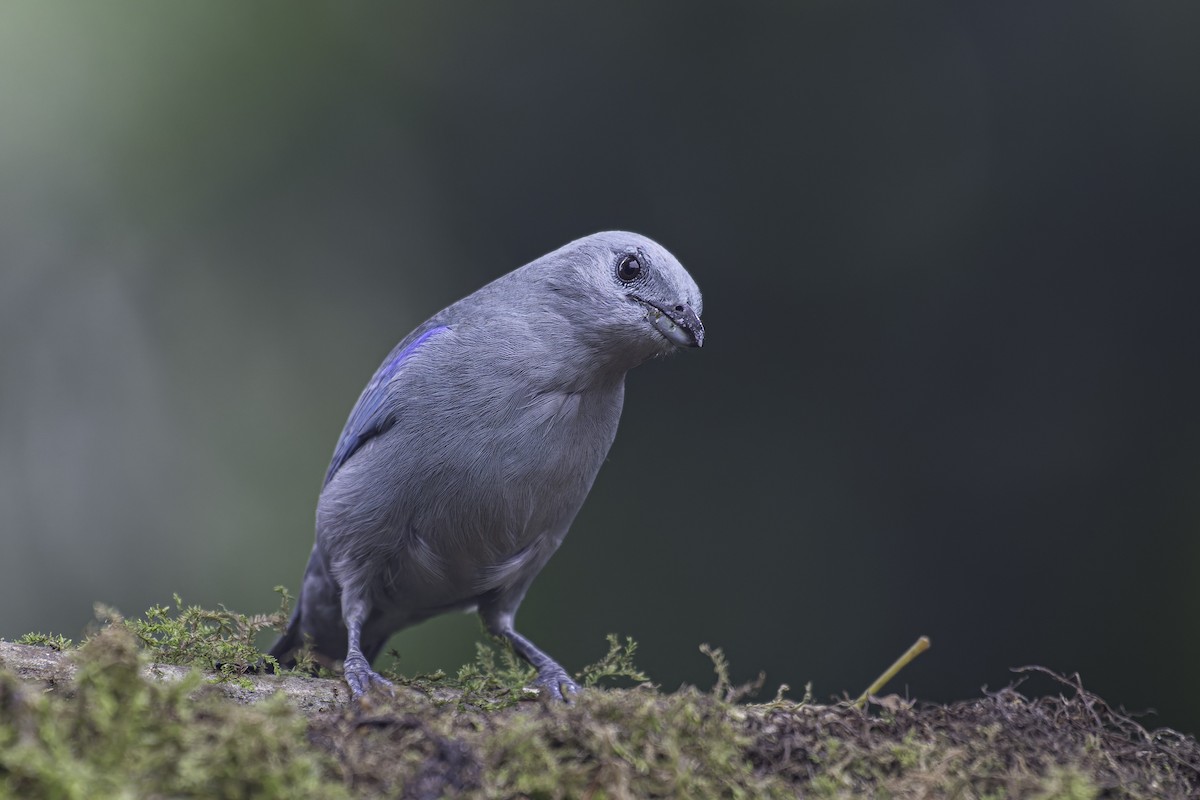 Blue-gray Tanager - ML620622355