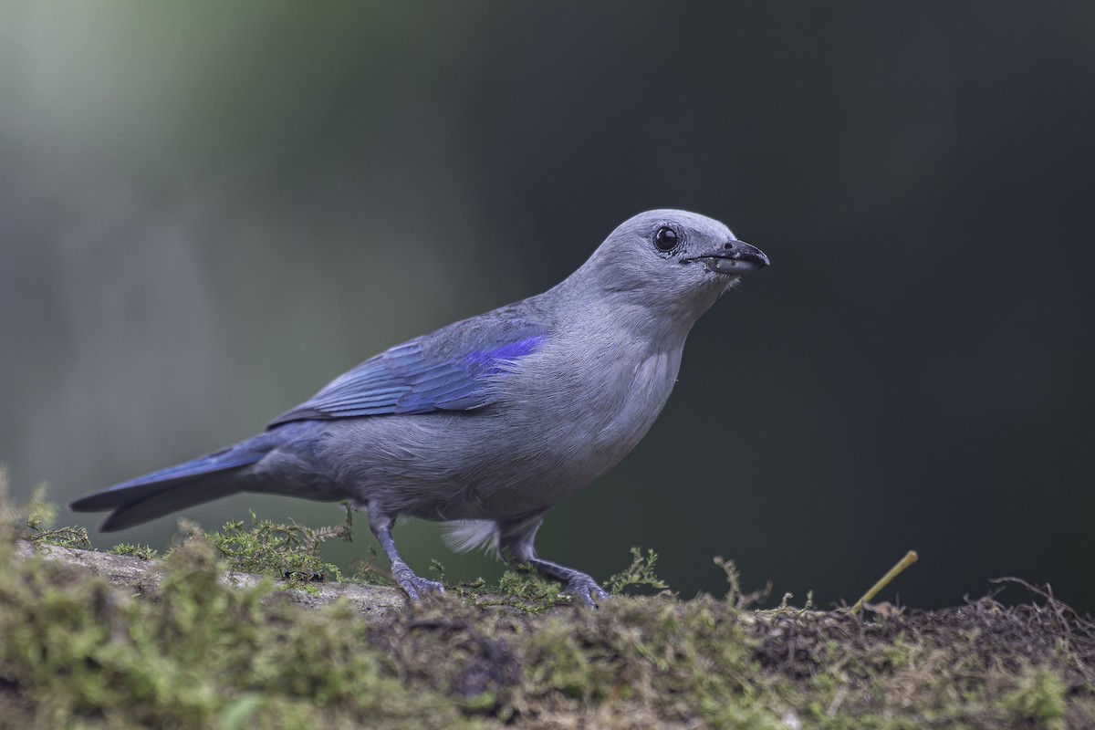 Blue-gray Tanager - ML620622356