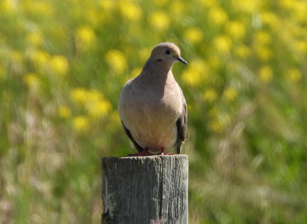 Mourning Dove - ML620622357