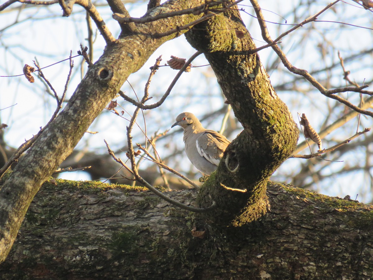 White-winged Dove - ML620622359