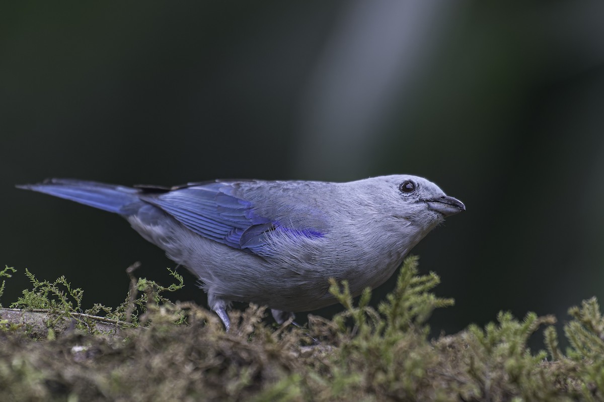 Blue-gray Tanager - ML620622360