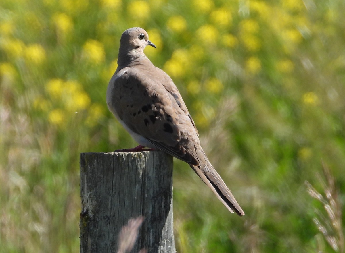 Mourning Dove - ML620622361