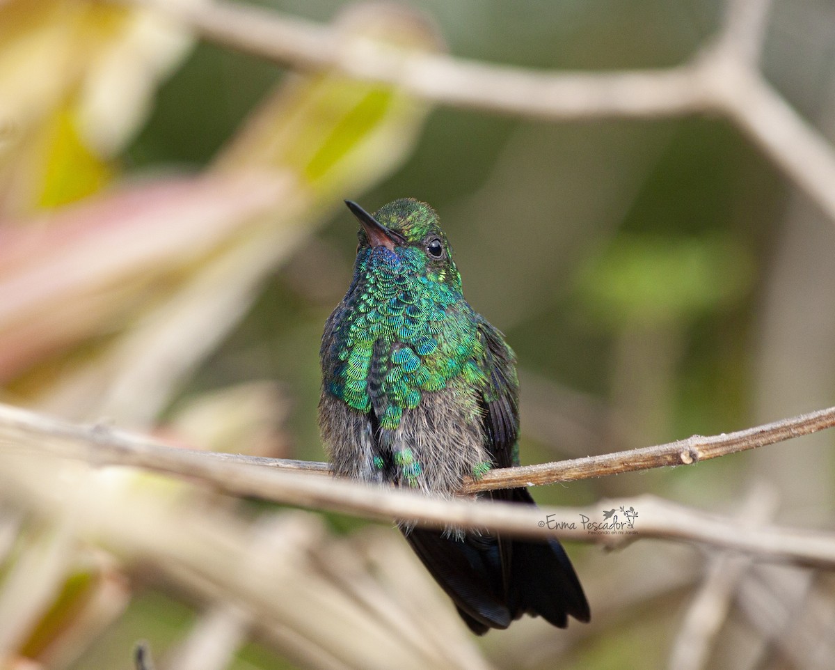 Blue-chinned Sapphire - Enma Pescador