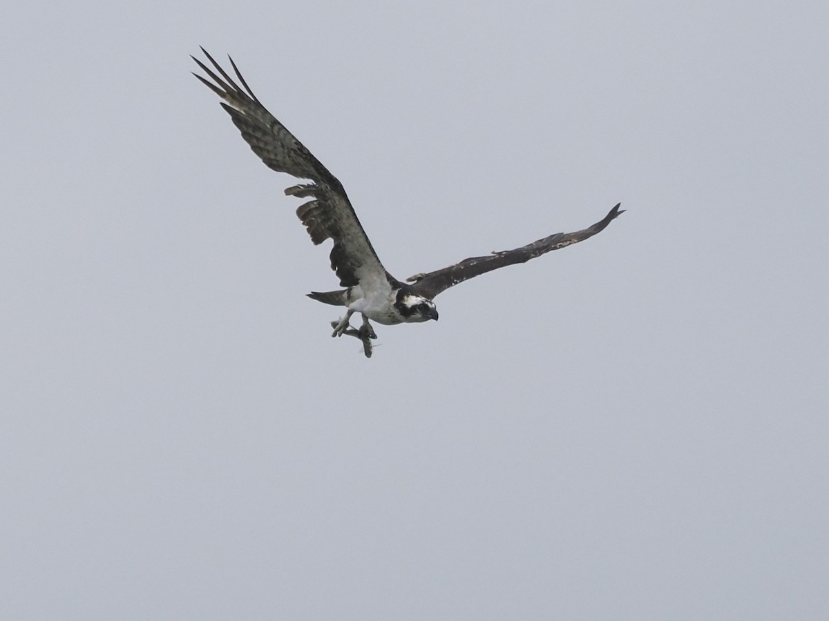 Águila Pescadora - ML620622364