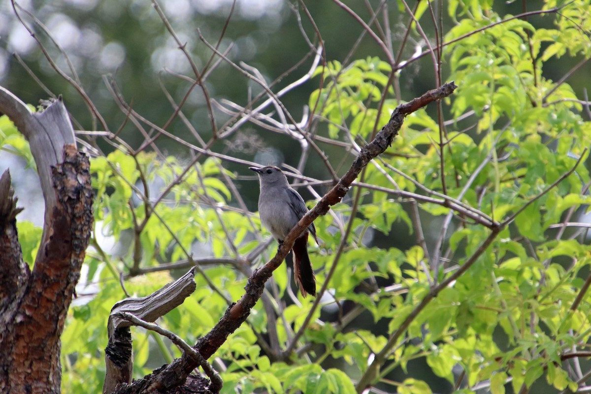 Pájaro Gato Gris - ML620622365