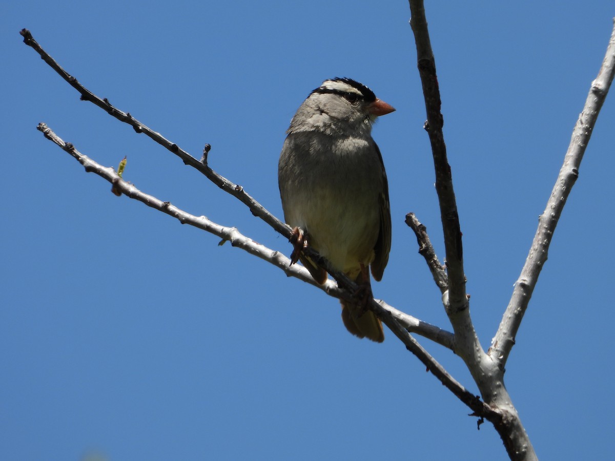 White-crowned Sparrow - ML620622369