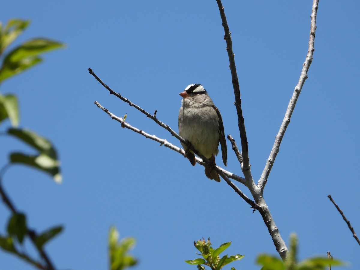 White-crowned Sparrow - ML620622370