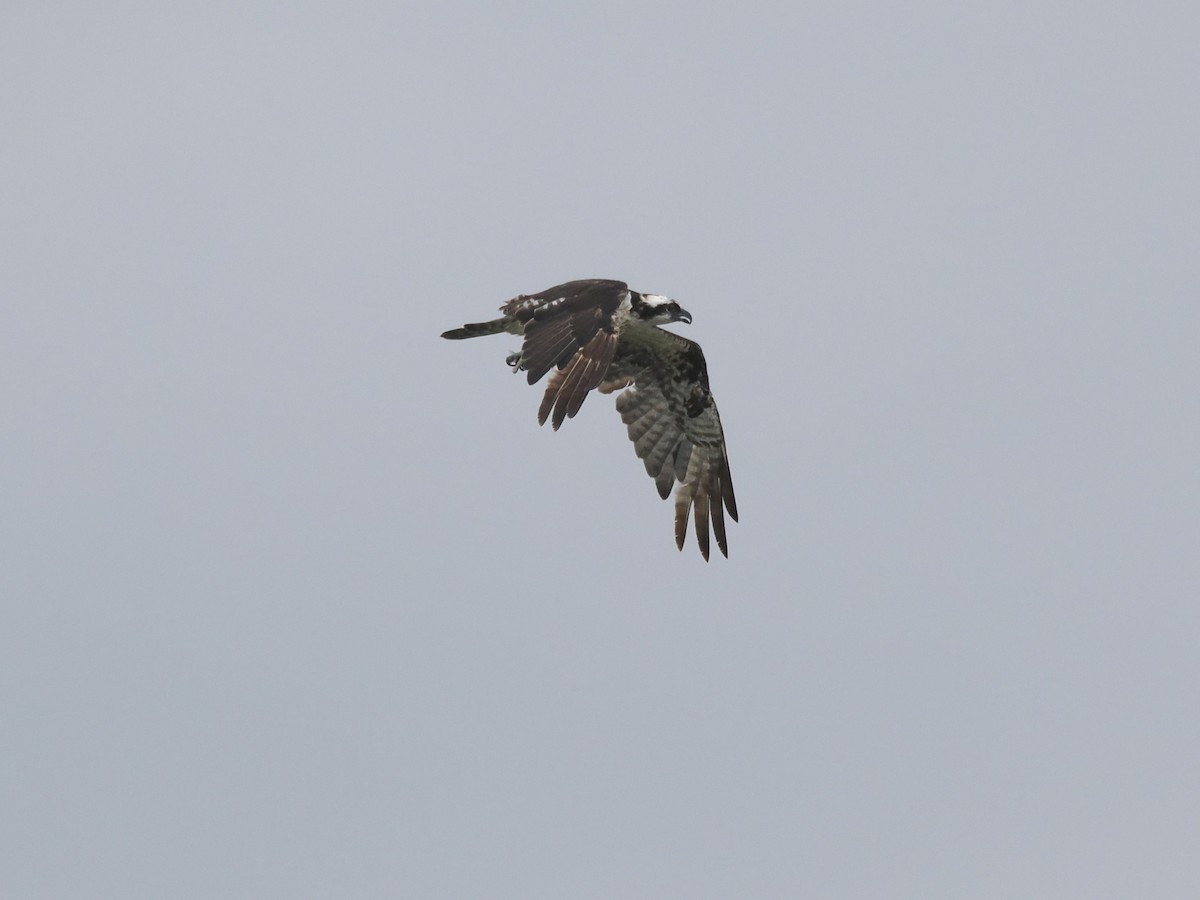 Águila Pescadora - ML620622372