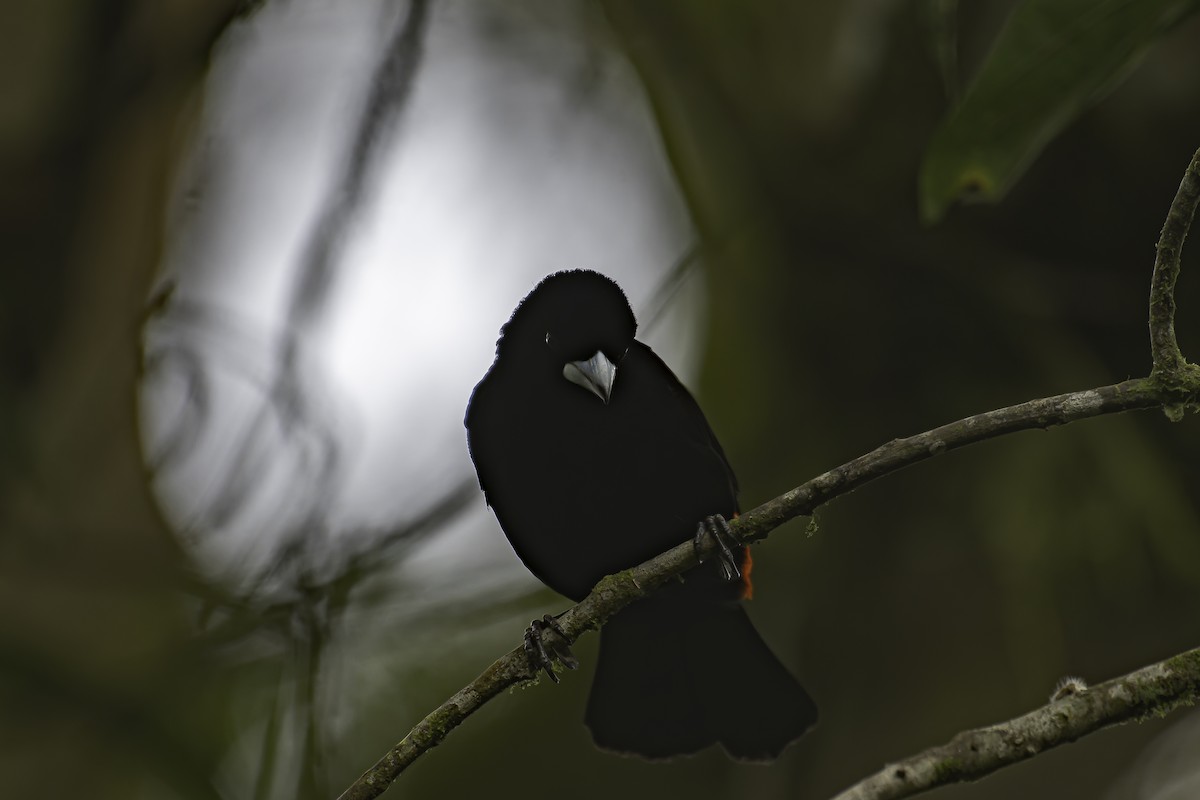 Flame-rumped Tanager - ML620622374