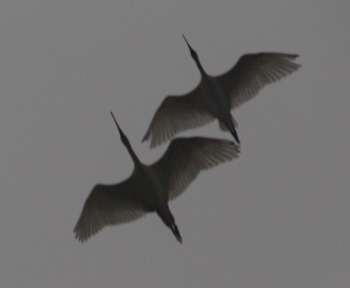 Black-headed Ibis - ML620622378