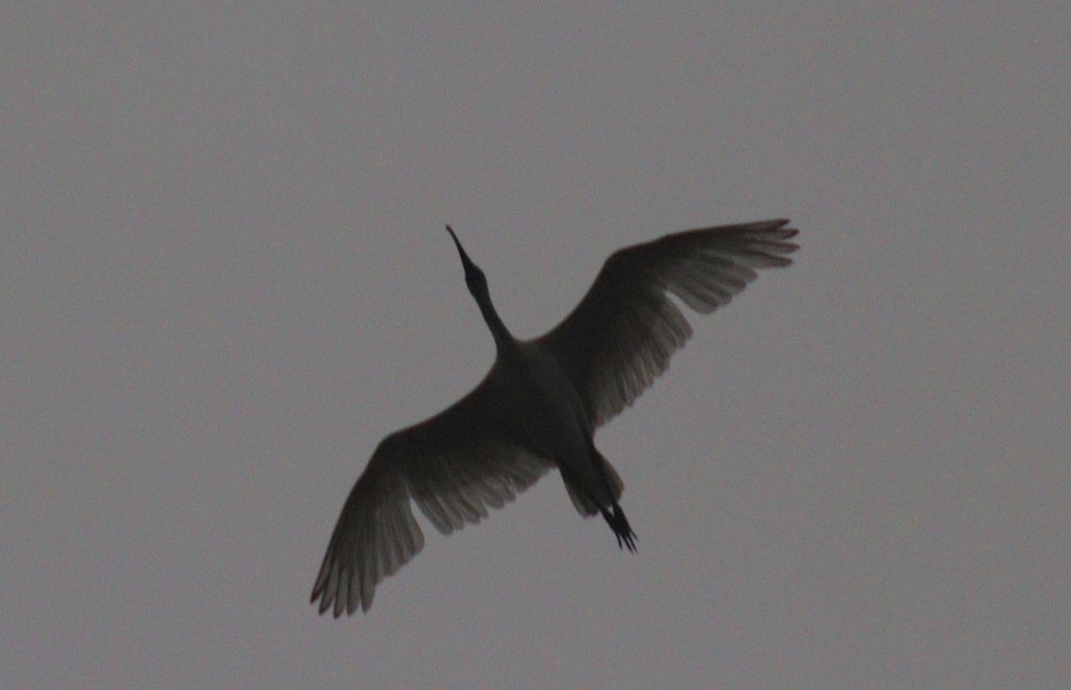 ibis černohlavý - ML620622379