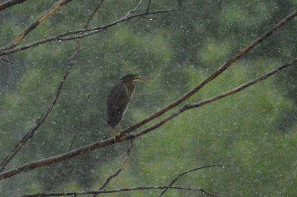 Green Heron - ML620622380