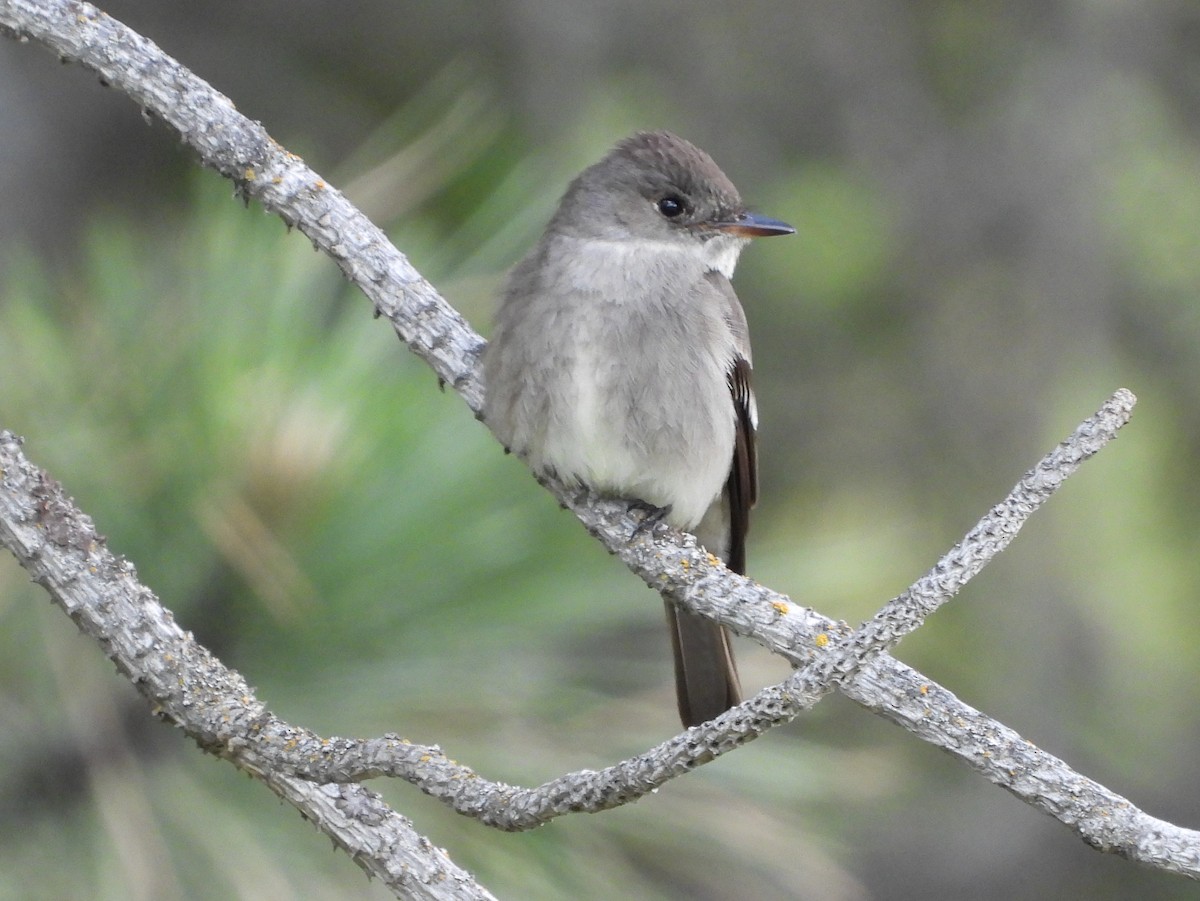 Western Wood-Pewee - ML620622383