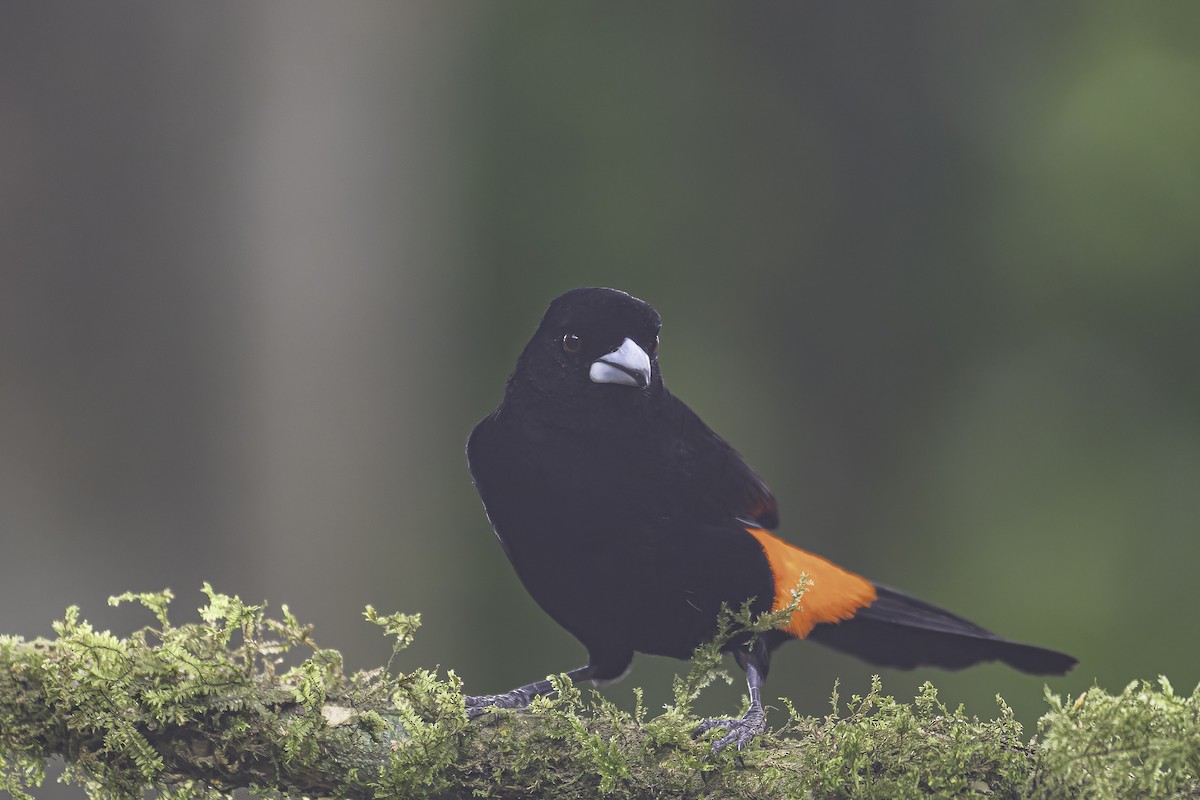 Flame-rumped Tanager - ML620622385