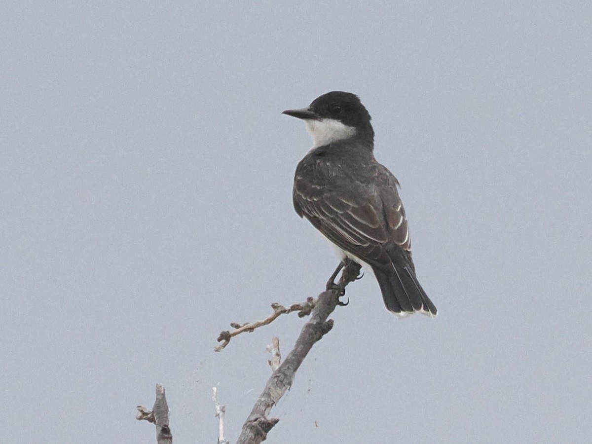 Eastern Kingbird - ML620622386