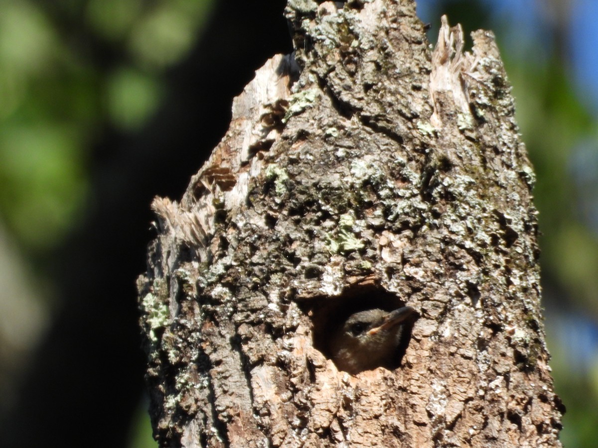 Red-bellied Woodpecker - ML620622387