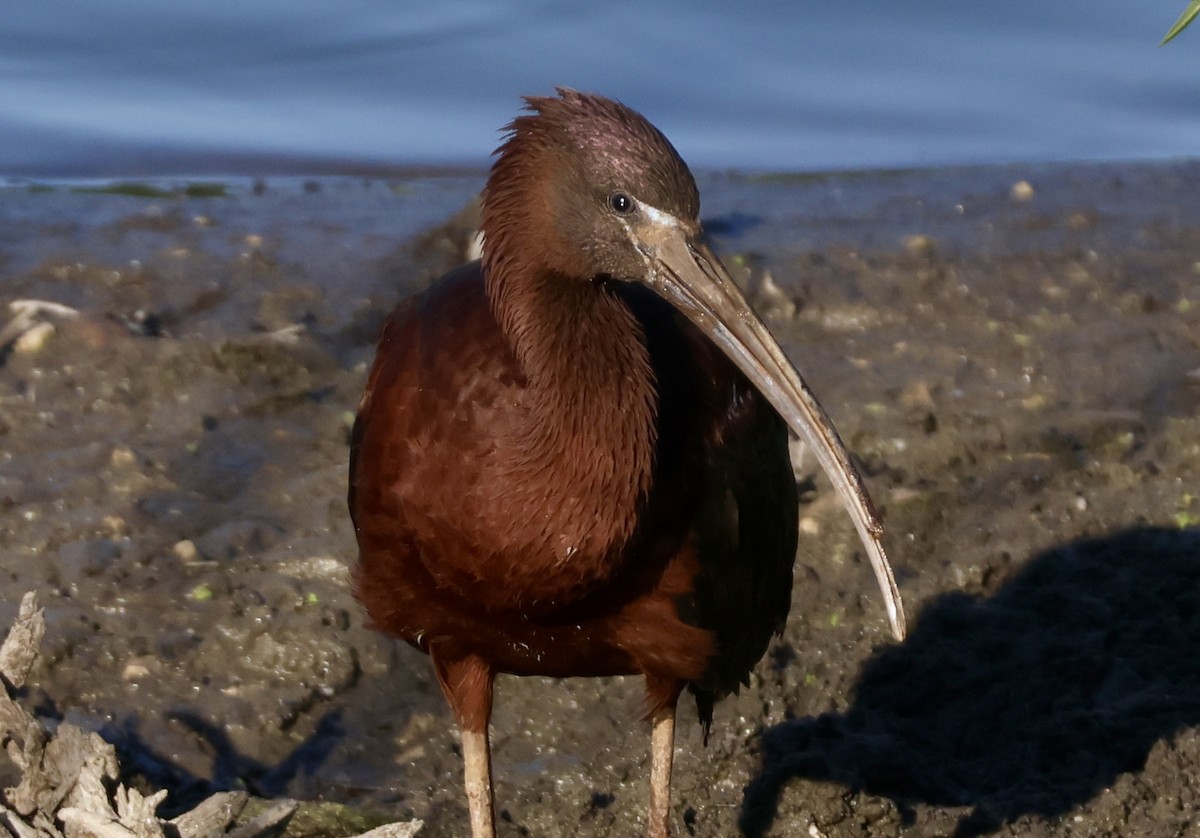 Glossy Ibis - ML620622388