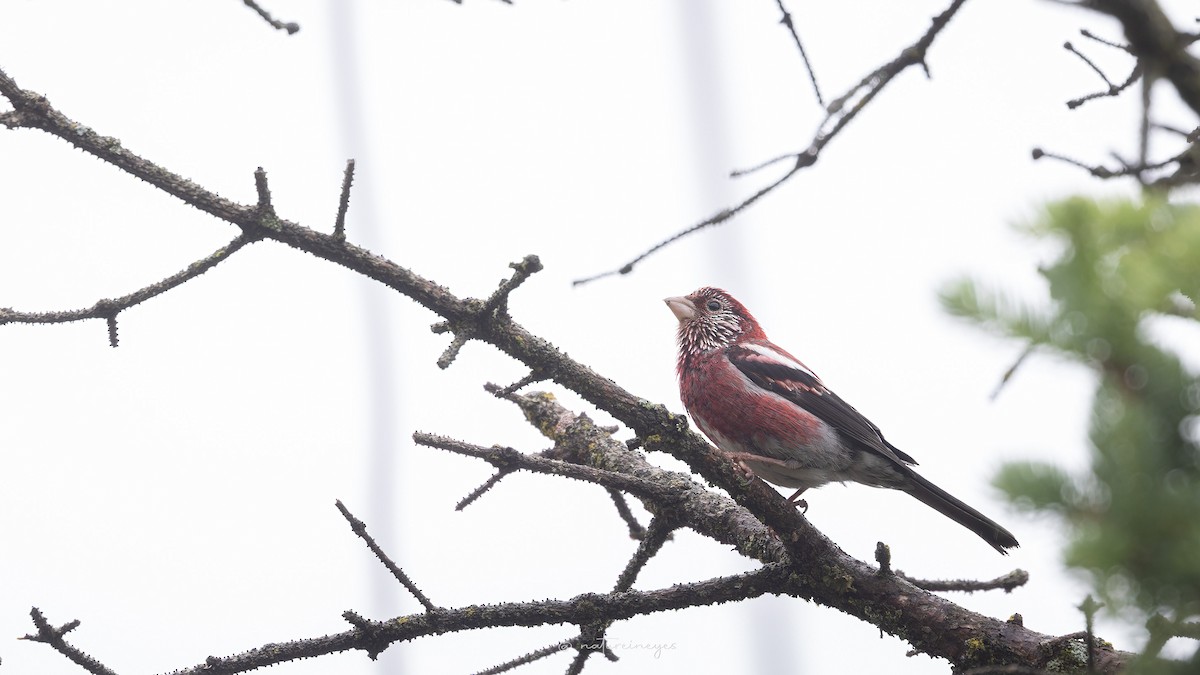 Three-banded Rosefinch - ML620622389