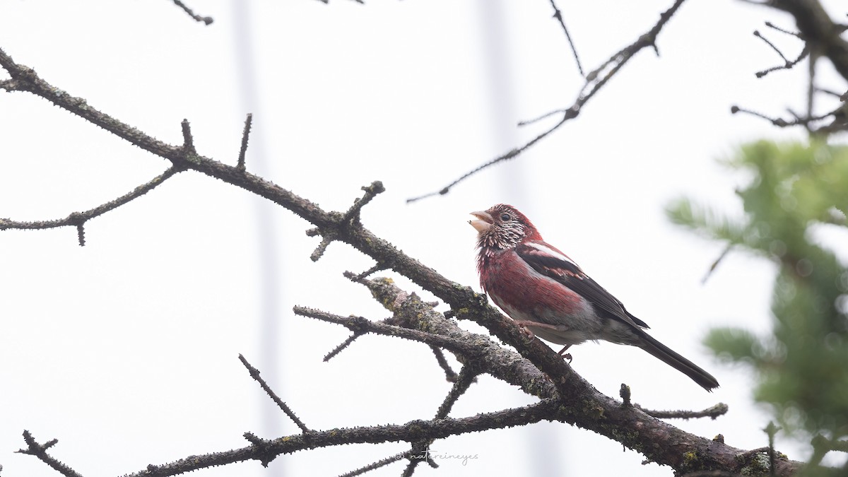 Three-banded Rosefinch - ML620622390