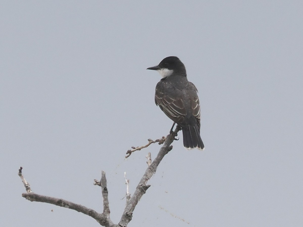 Eastern Kingbird - ML620622391