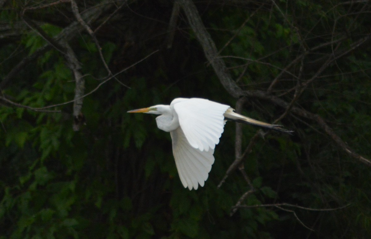 Great Egret - ML620622393