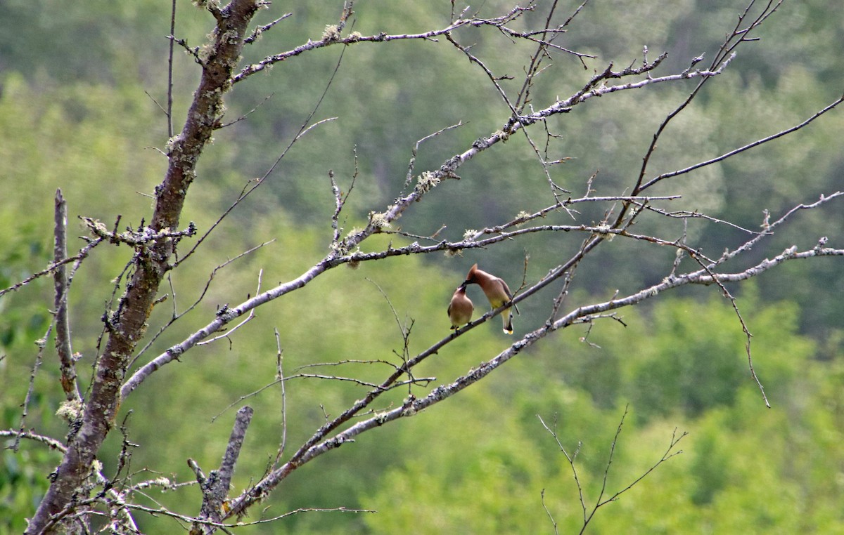 Cedar Waxwing - ML620622394