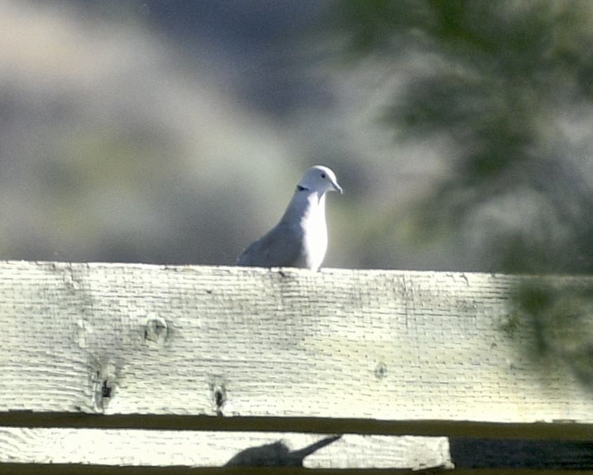 Eurasian Collared-Dove - ML620622395