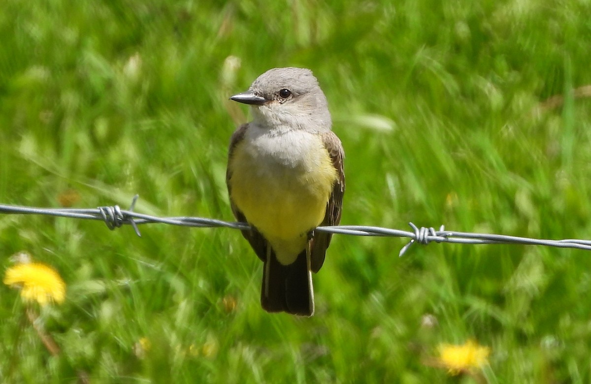 Western Kingbird - ML620622398