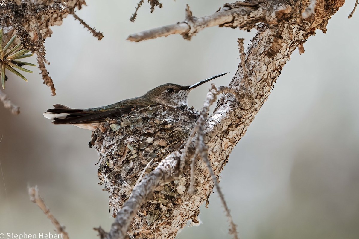 Broad-tailed Hummingbird - ML620622399