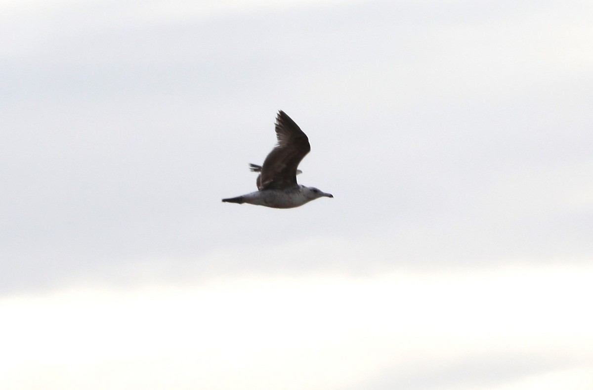 Gaviota Argéntea - ML620622413