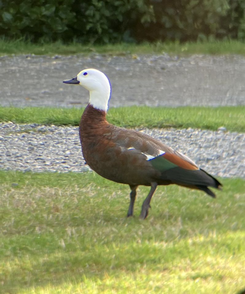 Paradise Shelduck - ML620622415