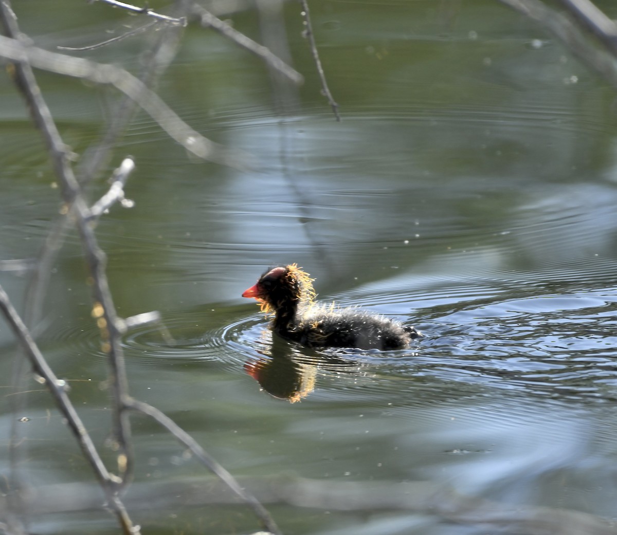 American Coot - ML620622416