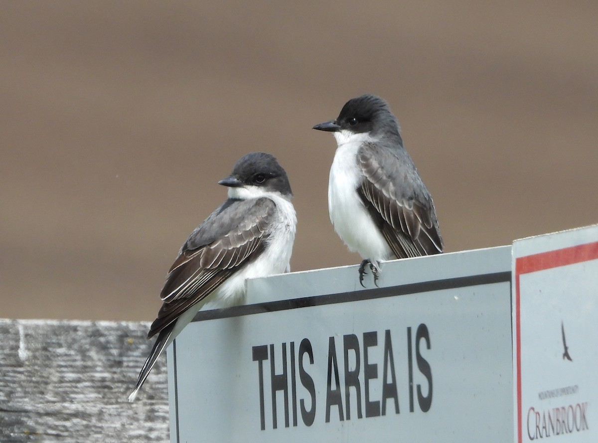 Eastern Kingbird - ML620622417