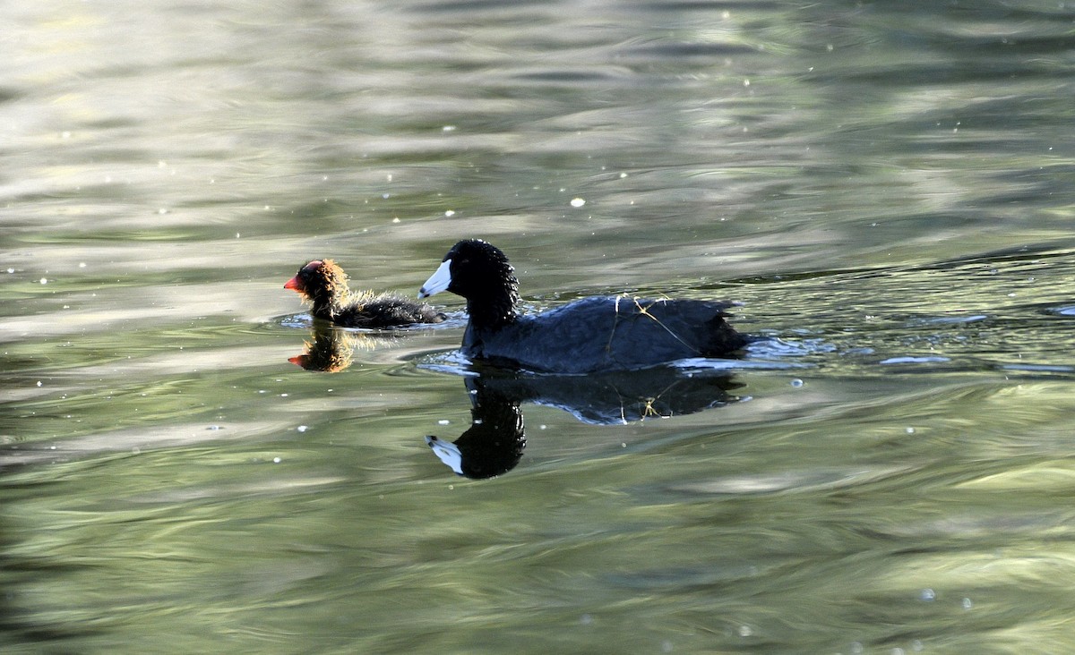 American Coot - ML620622419