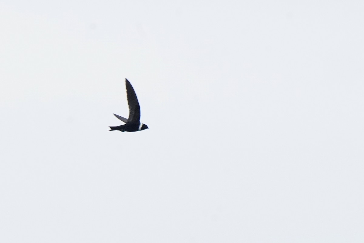 White-collared Swift - ML620622420