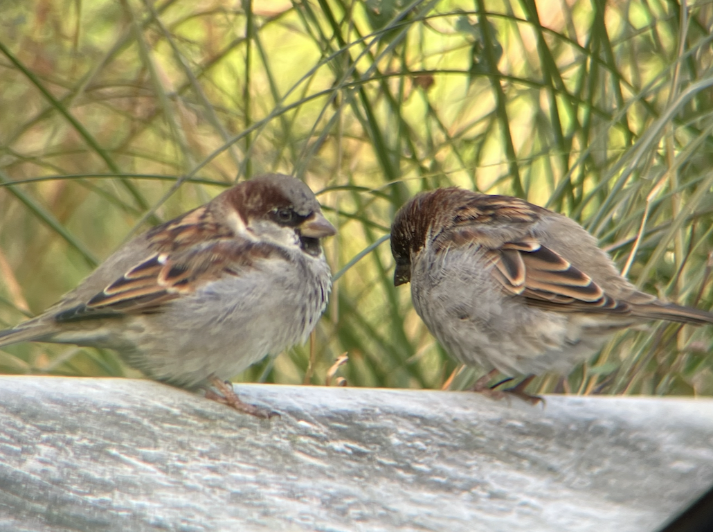 Moineau domestique - ML620622423