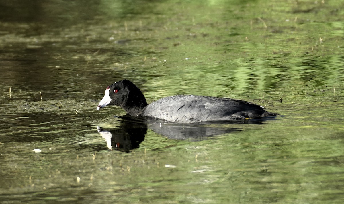 American Coot - ML620622426