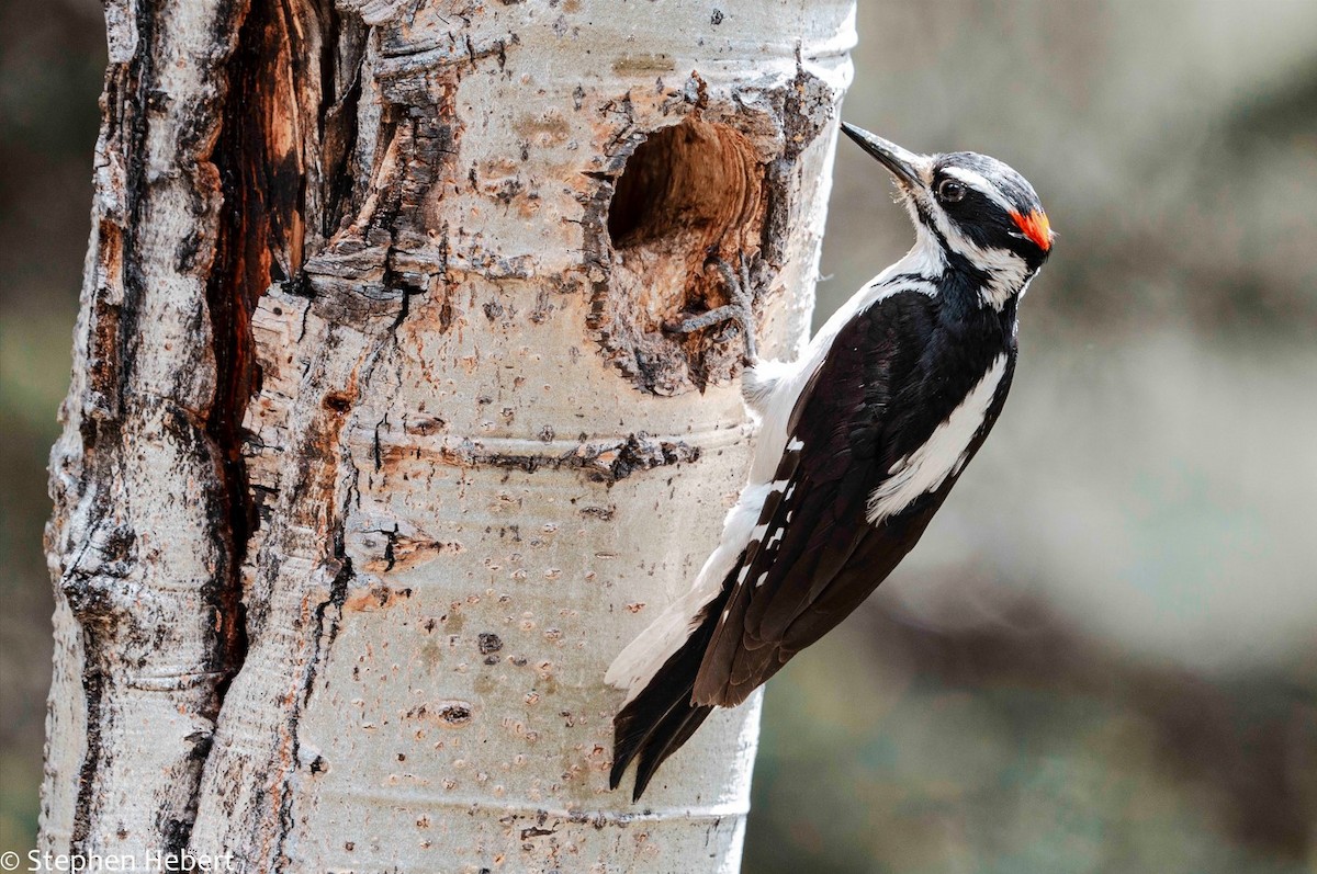 Hairy Woodpecker - Steve Hebert