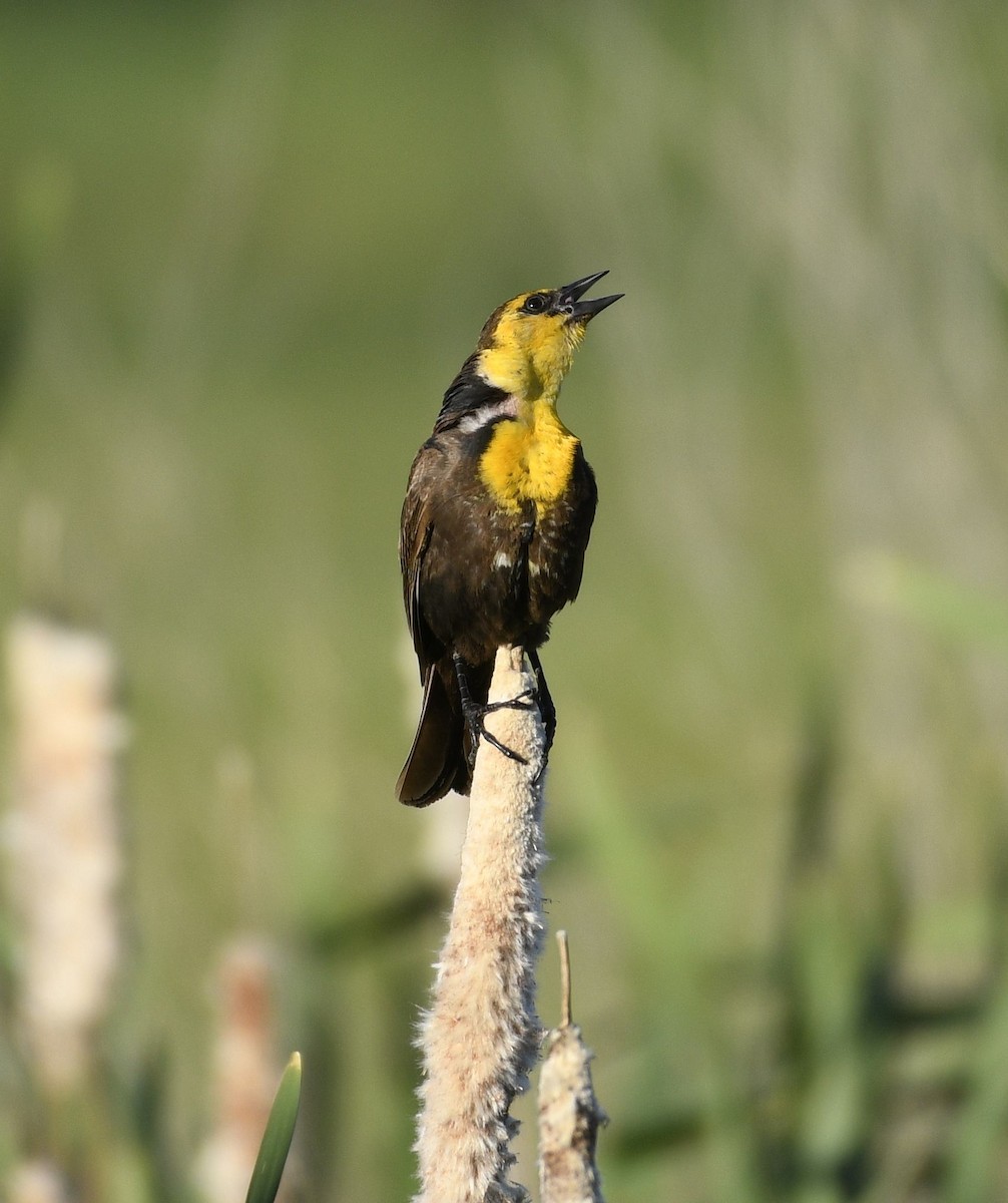 Yellow-headed Blackbird - ML620622441