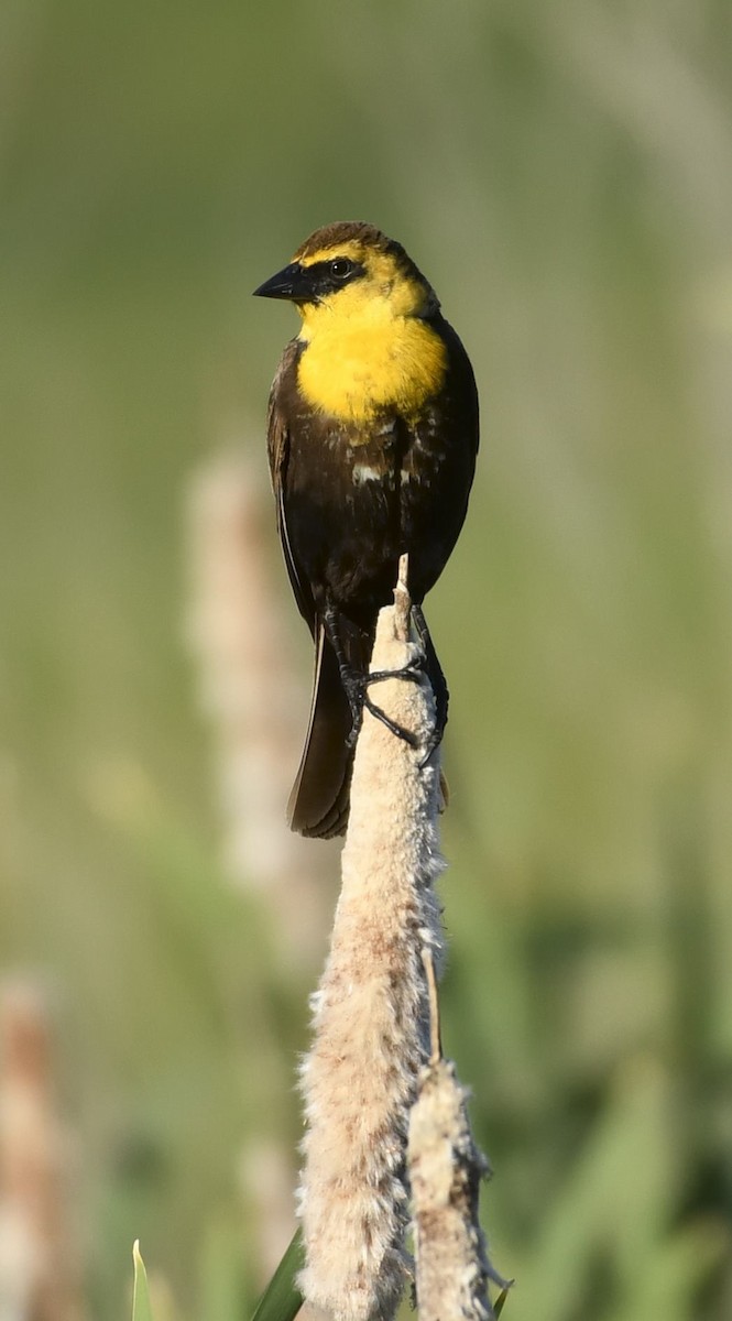 Yellow-headed Blackbird - ML620622444