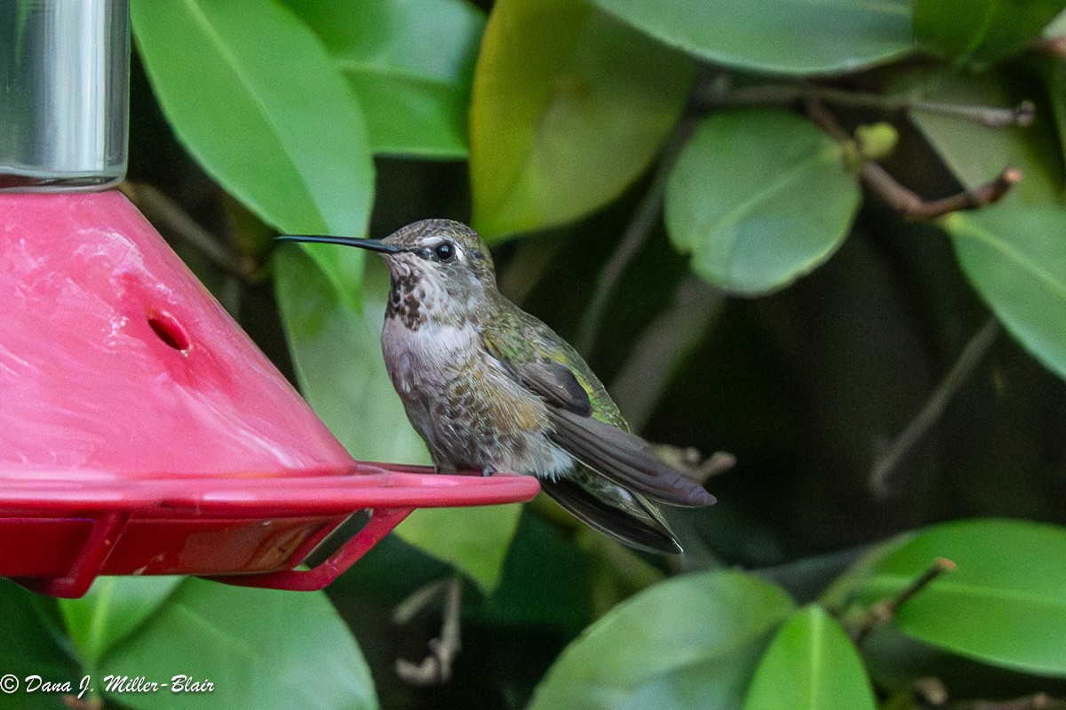 Anna's Hummingbird - ML620622446