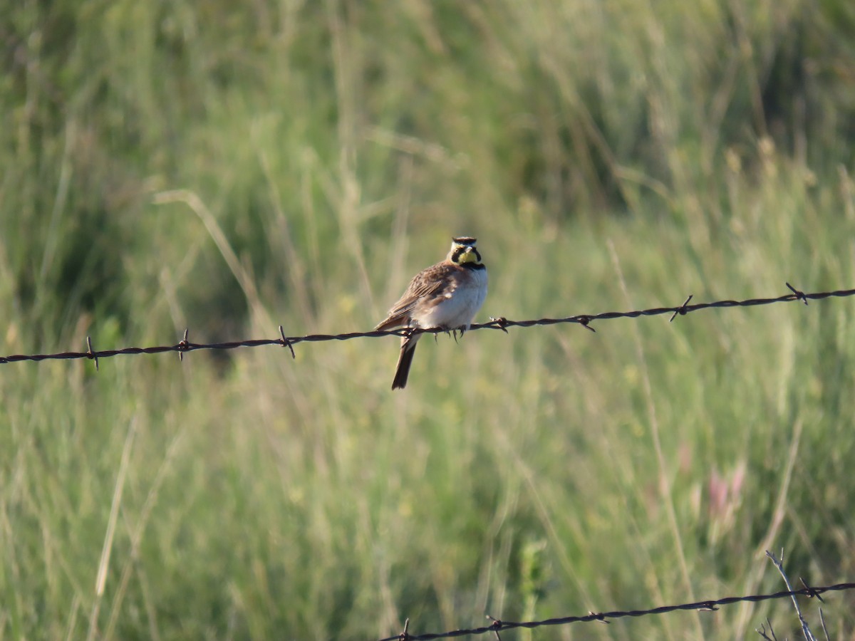 Horned Lark - ML620622447