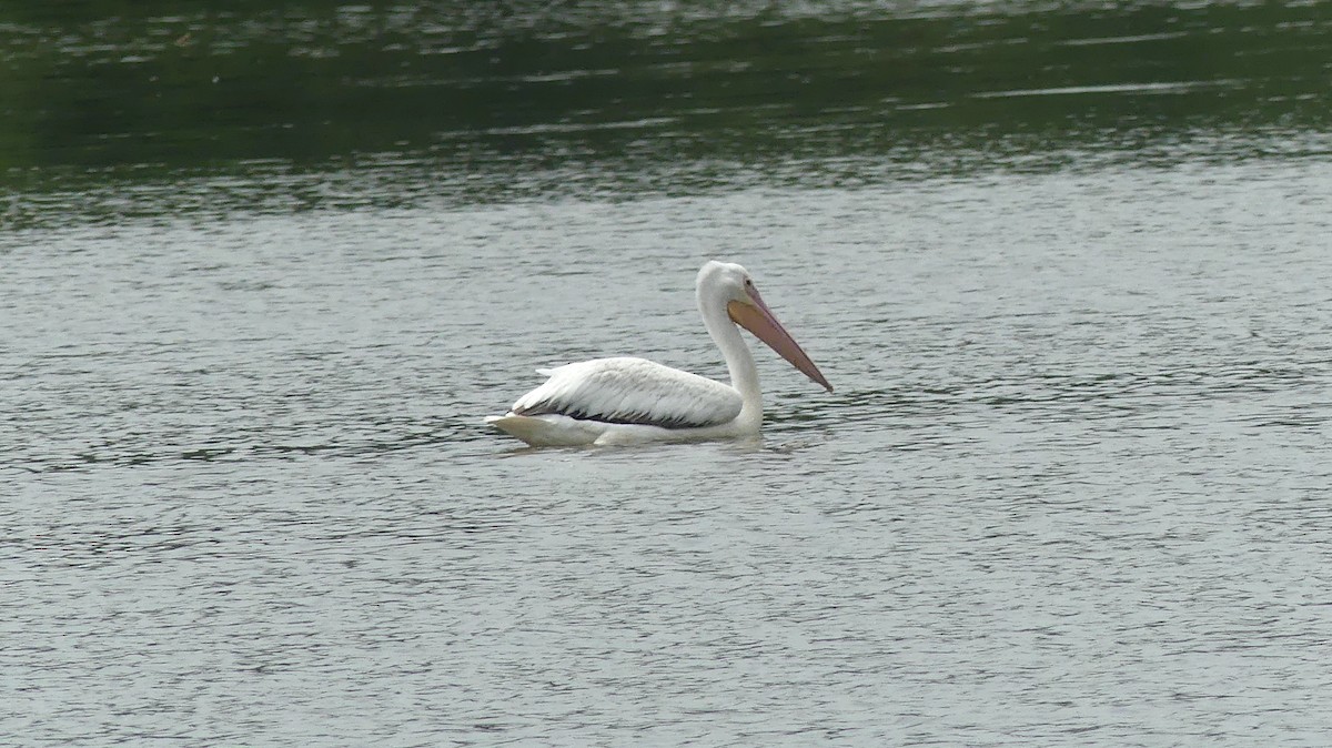 American White Pelican - ML620622449