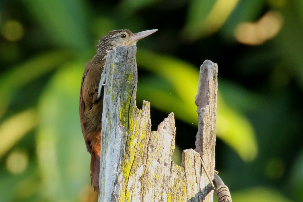 Straight-billed Woodcreeper - ML620622451